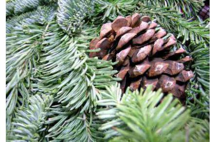 Les marchés de Noël : une alternative pour les jardineries
